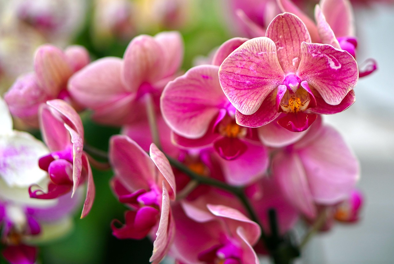 Orchid Serenity Details